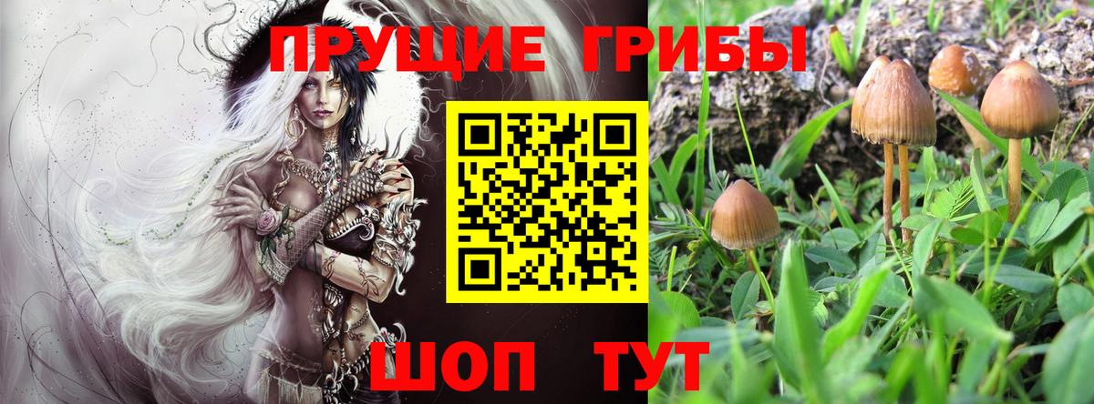 Галлюциногенные грибы Psilocybine cubensis  где найти   Вход с VPN  Дивногорск  Псилоцибиновые грибы мухоморы 